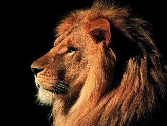 McKinney High School lion
